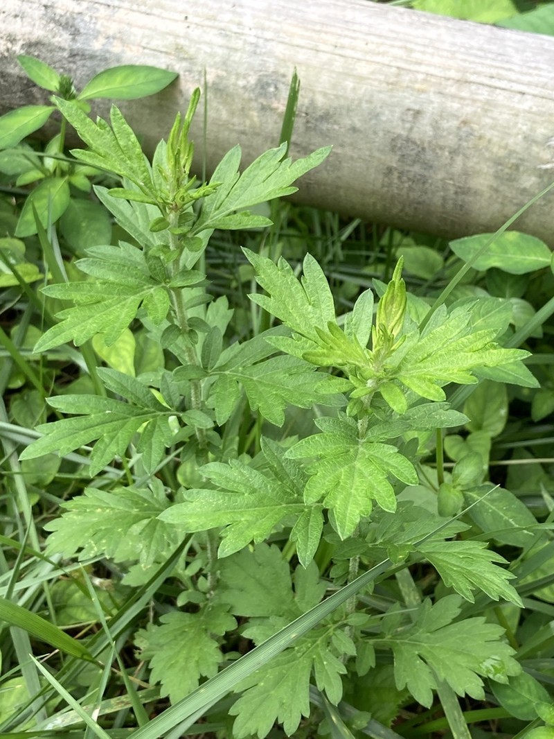 Artemisia indica photo 2