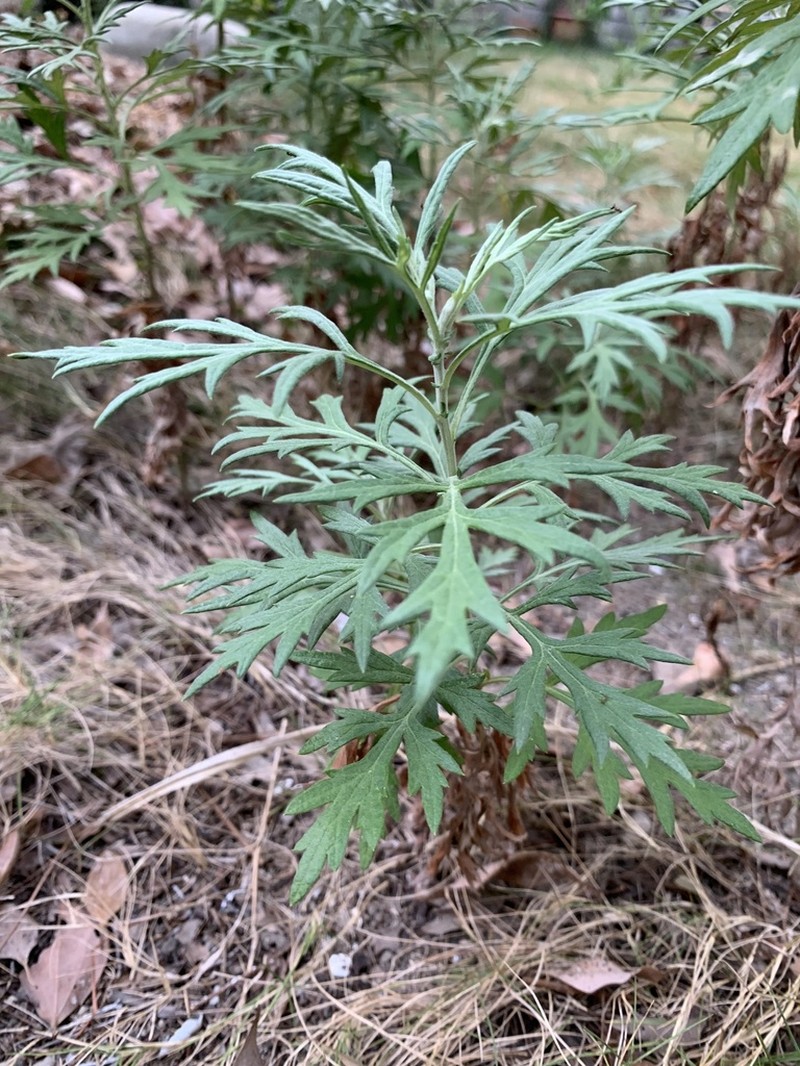 Artemisia indica photo 3