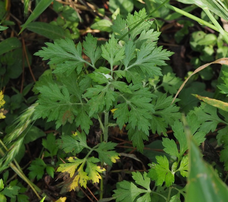Artemisia indica photo 4