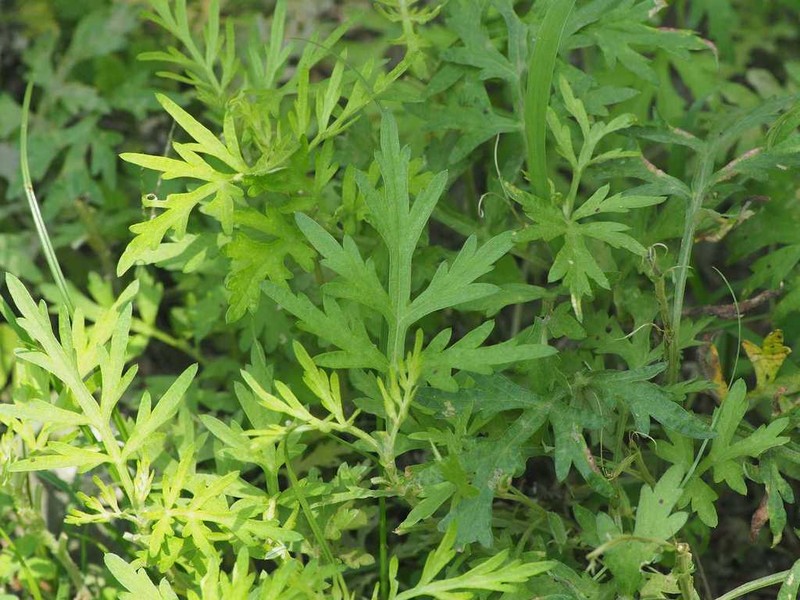 Artemisia indica photo 5