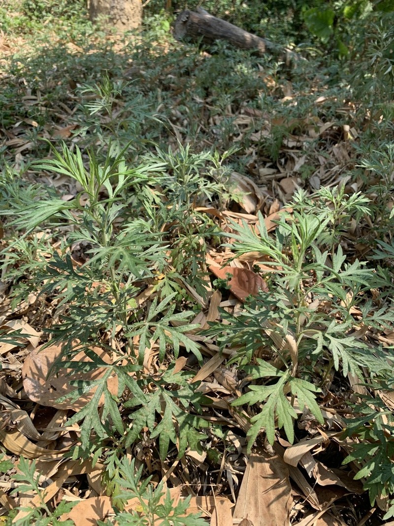 Artemisia indica photo 6