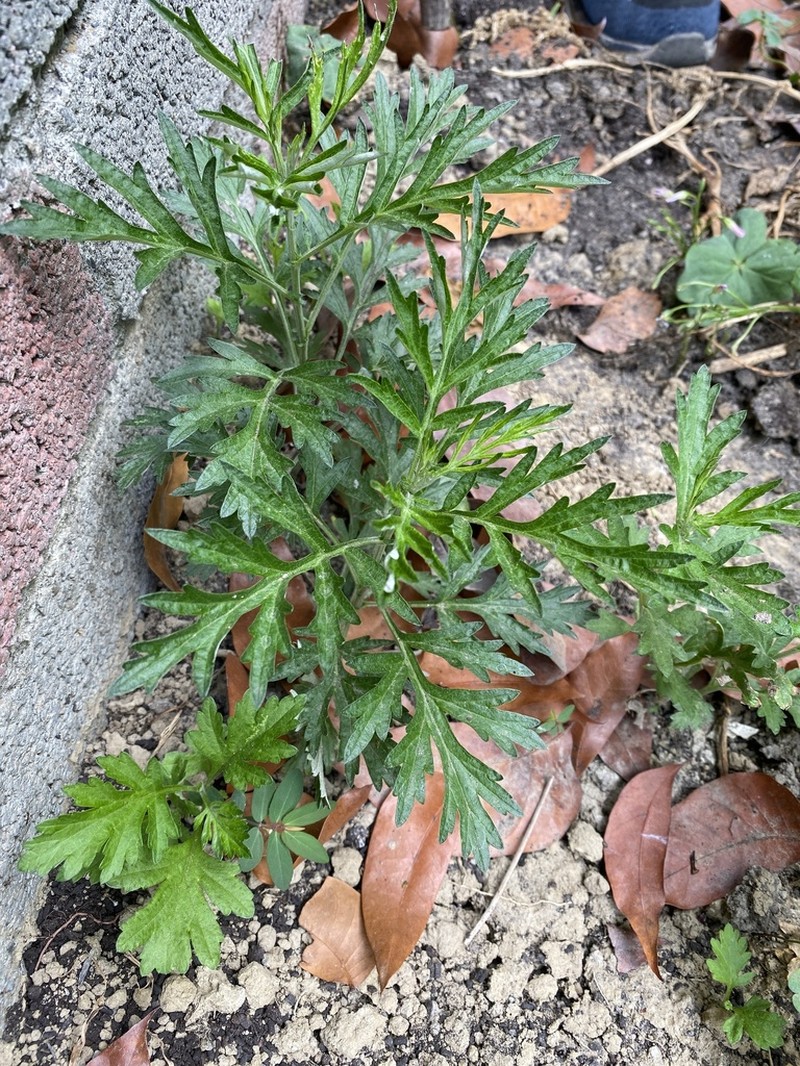 Artemisia indica photo 7