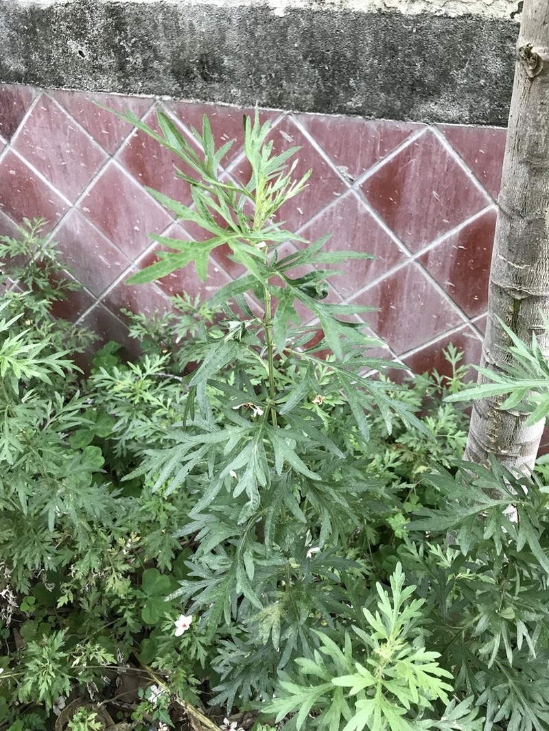 Artemisia indica photo 8