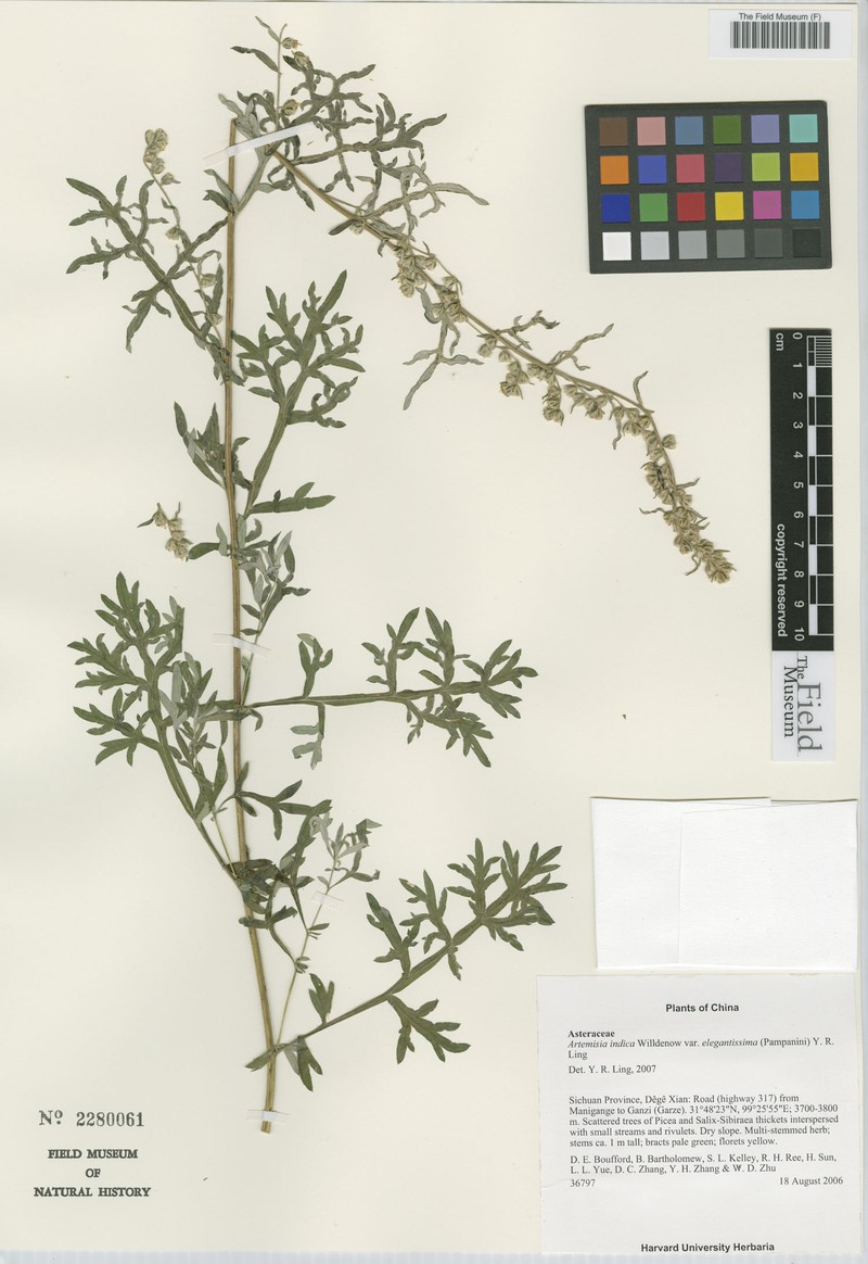 Artemisia indica var. elegantissima