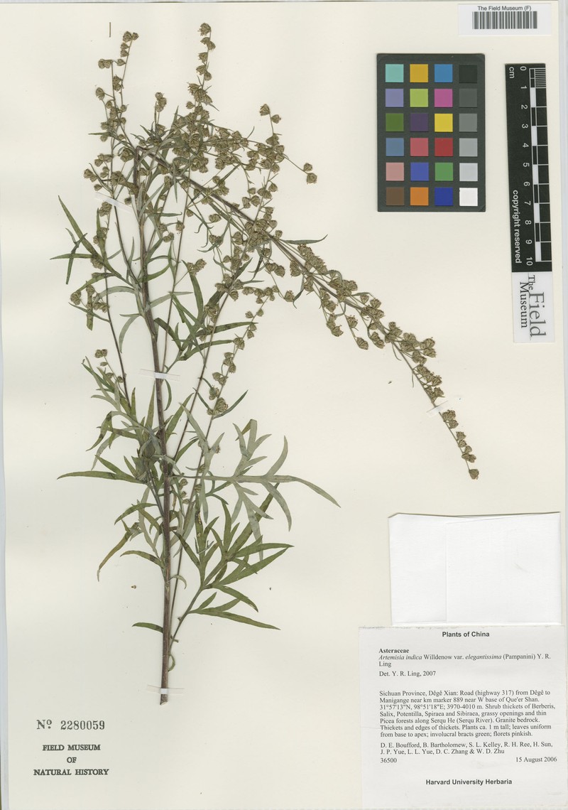 Artemisia indica var. elegantissima photo 2
