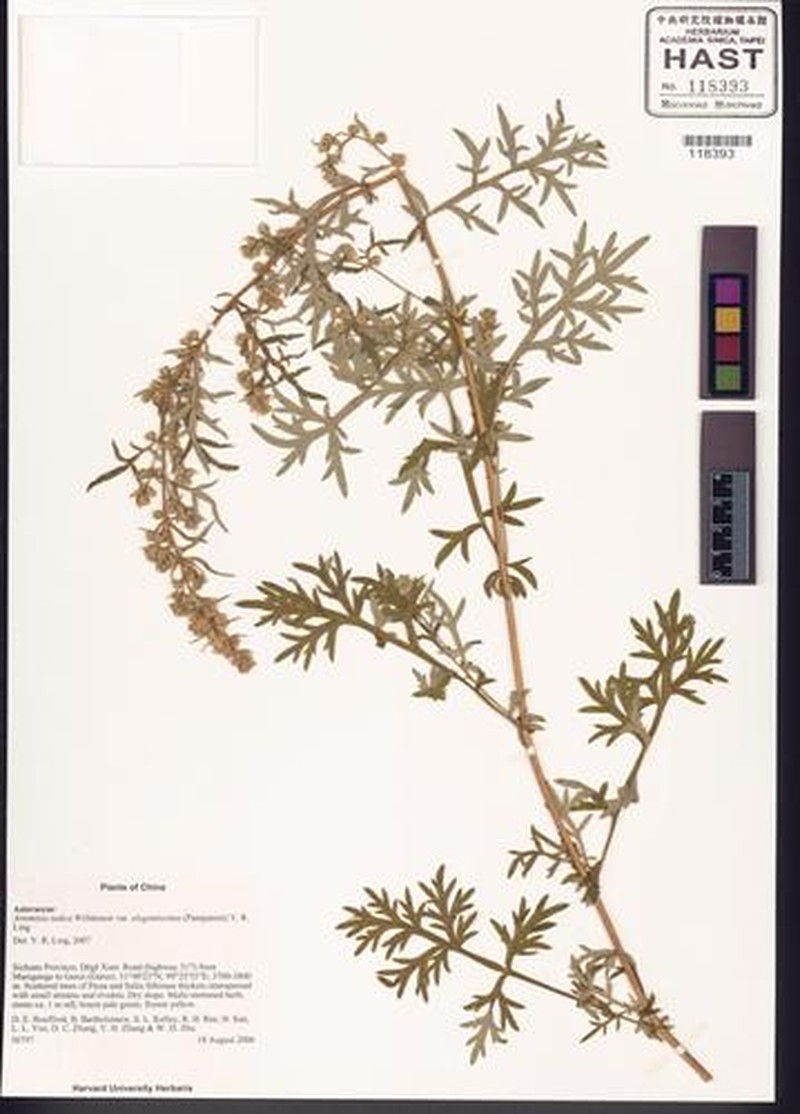 Artemisia indica var. elegantissima photo 3