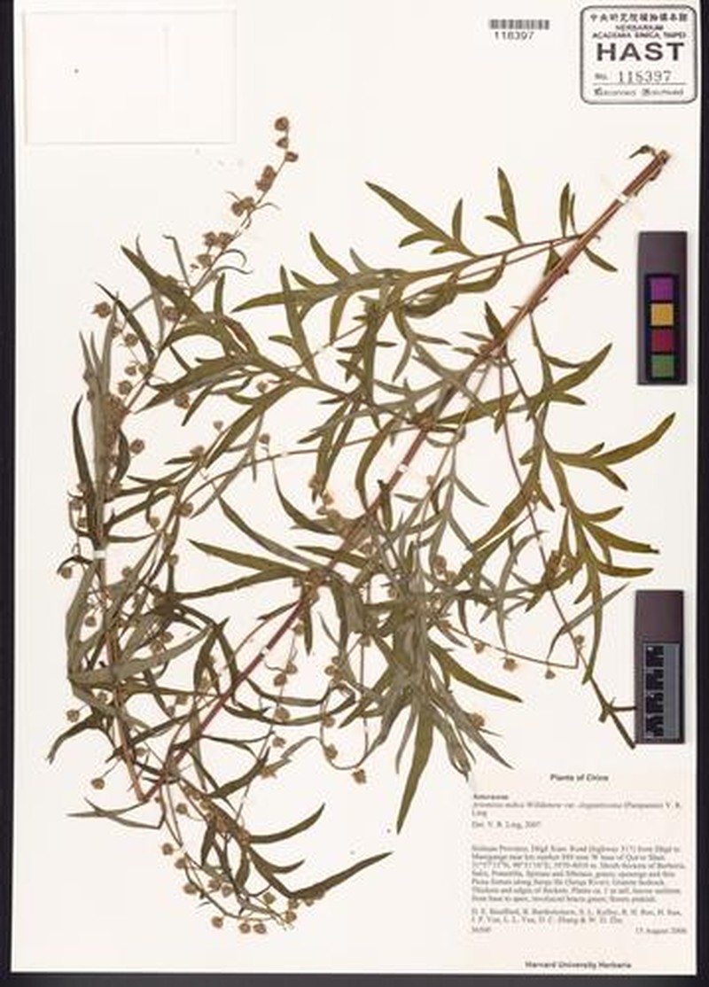 Artemisia indica var. elegantissima photo 4