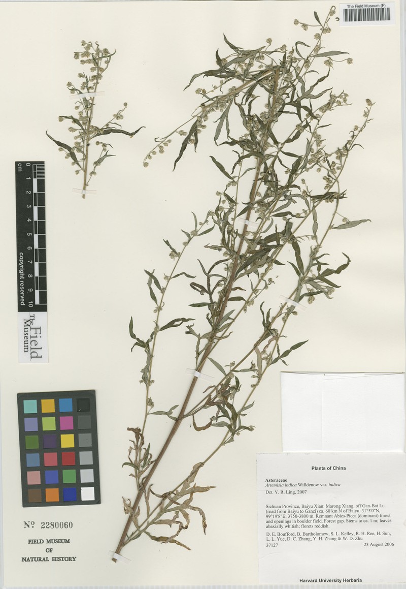 Artemisia indica var. indica