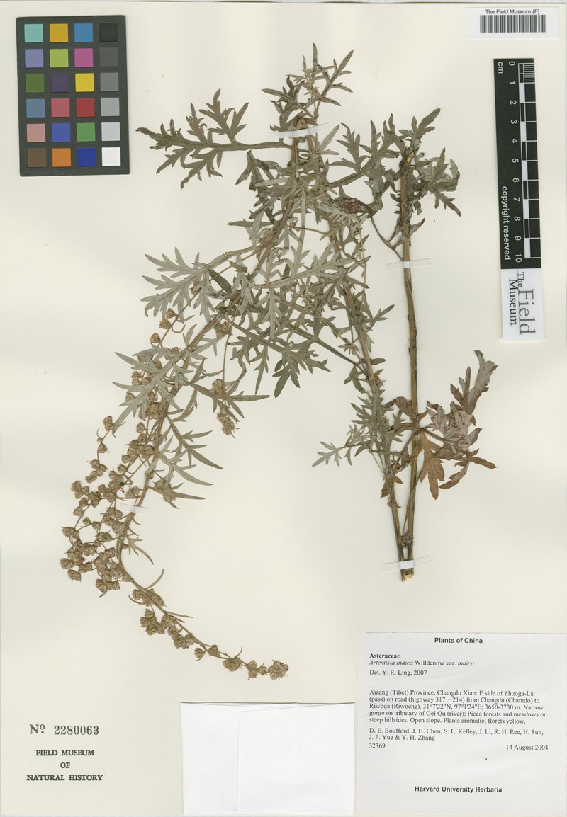 Artemisia indica var. indica photo 2