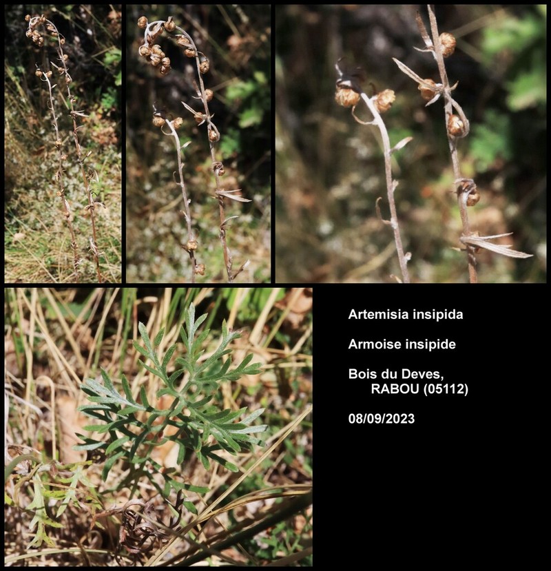 Artemisia insipida photo 3