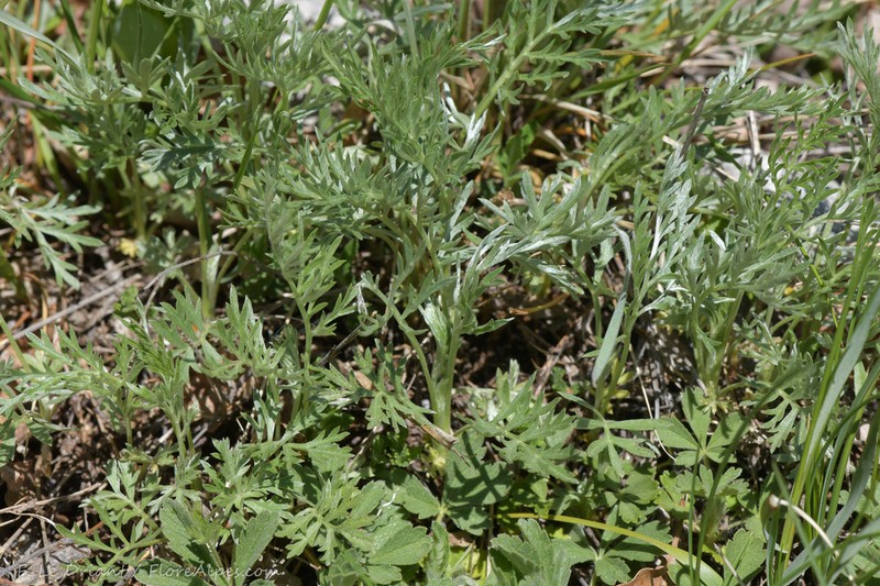 Artemisia insipida