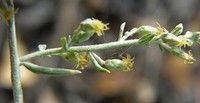 Artemisia integrifolia