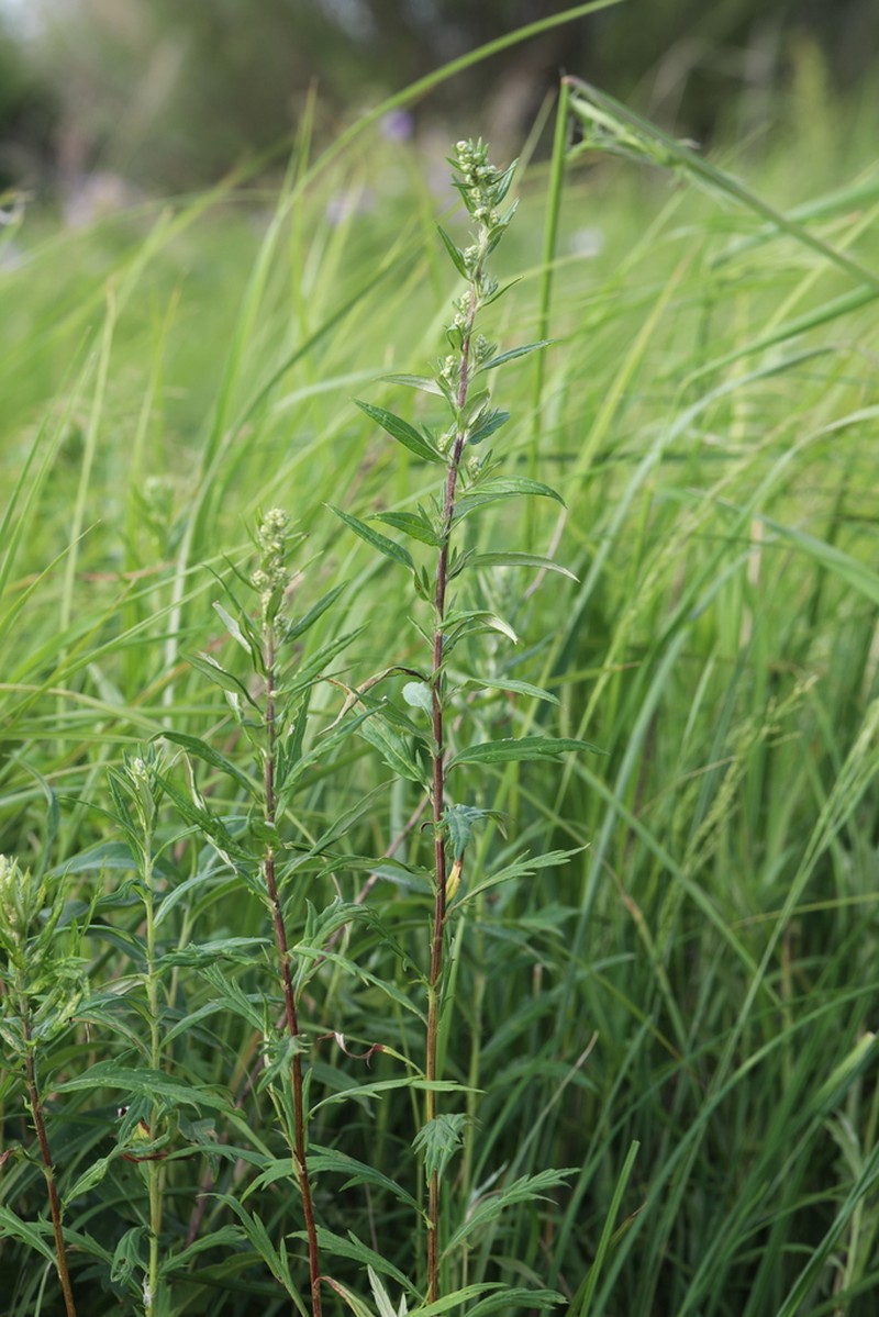 Artemisia integrifolia photo 2
