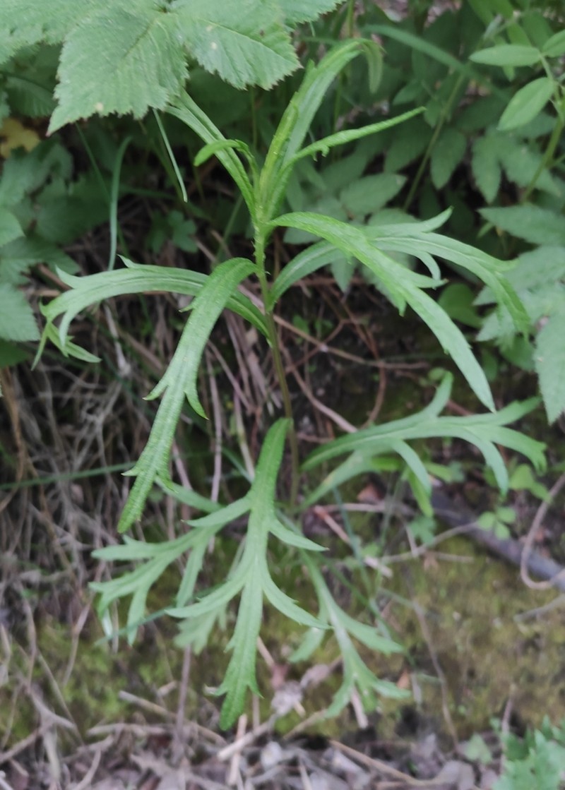 Artemisia integrifolia photo 4