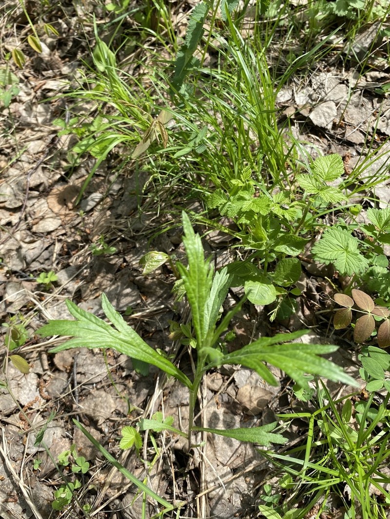 Artemisia integrifolia photo 5