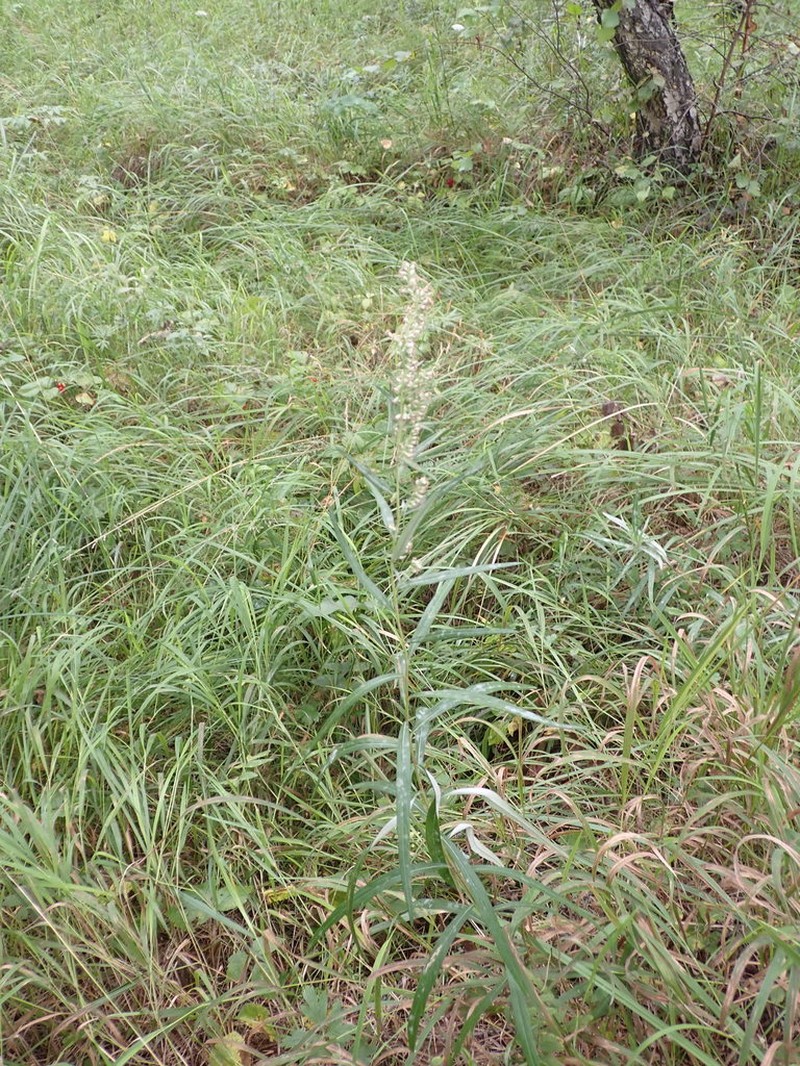 Artemisia integrifolia photo 6