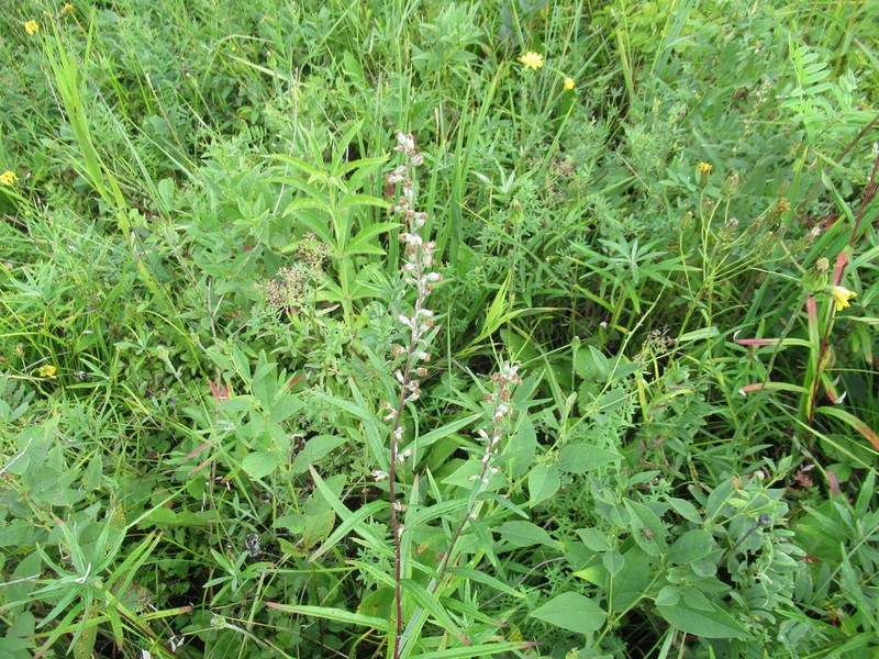 Artemisia integrifolia photo 7