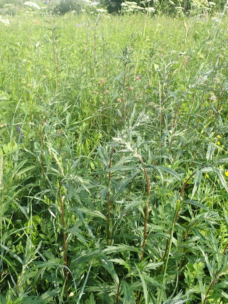 Artemisia integrifolia photo 8