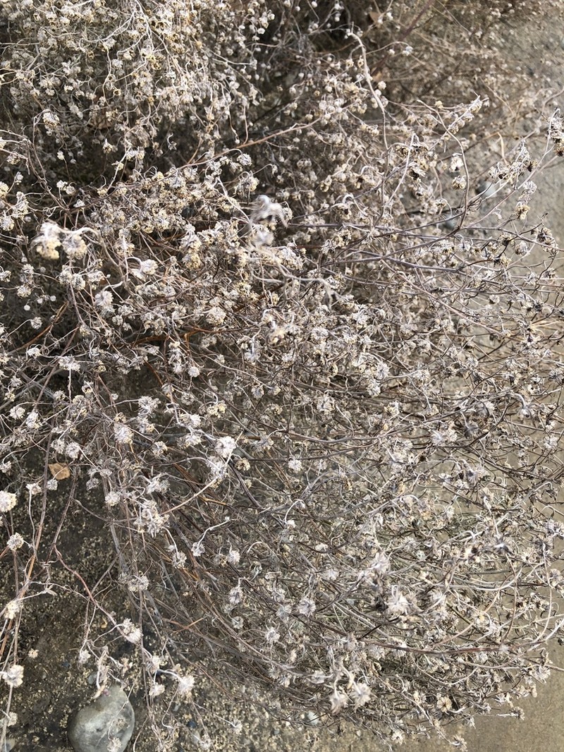 Artemisia jacutica photo 2