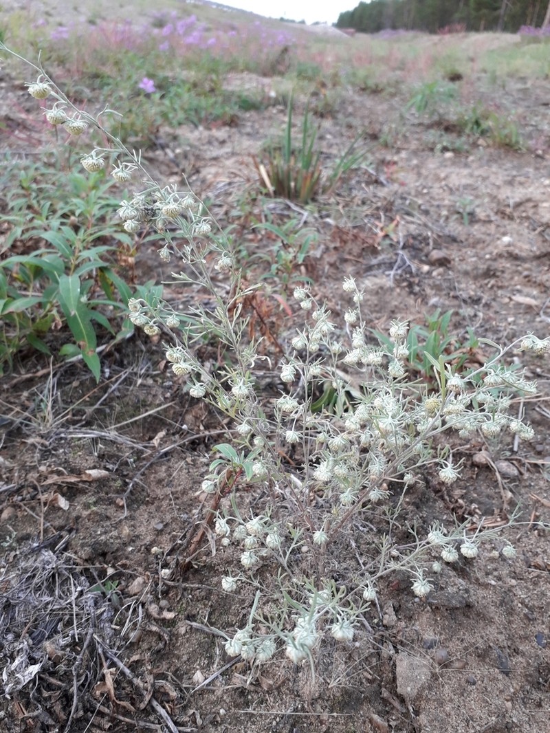 Artemisia jacutica photo 3