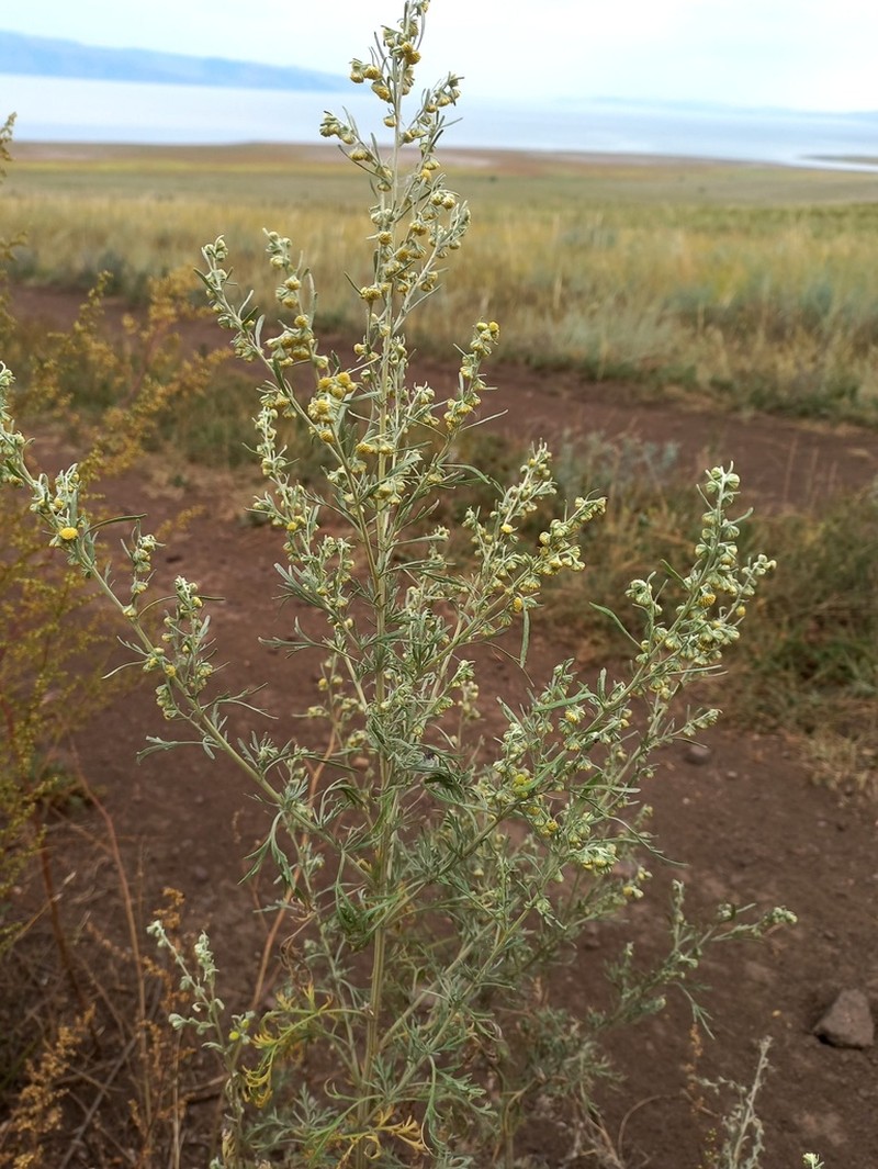 Artemisia jacutica photo 4