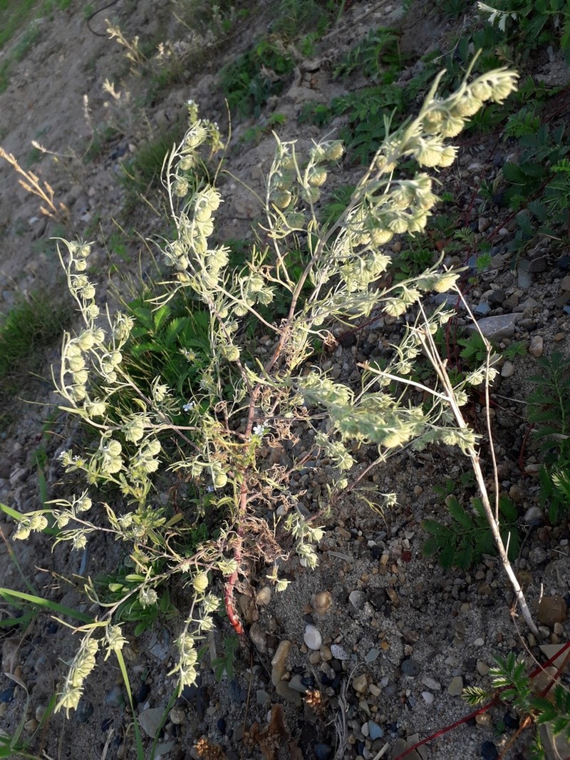 Artemisia jacutica photo 5