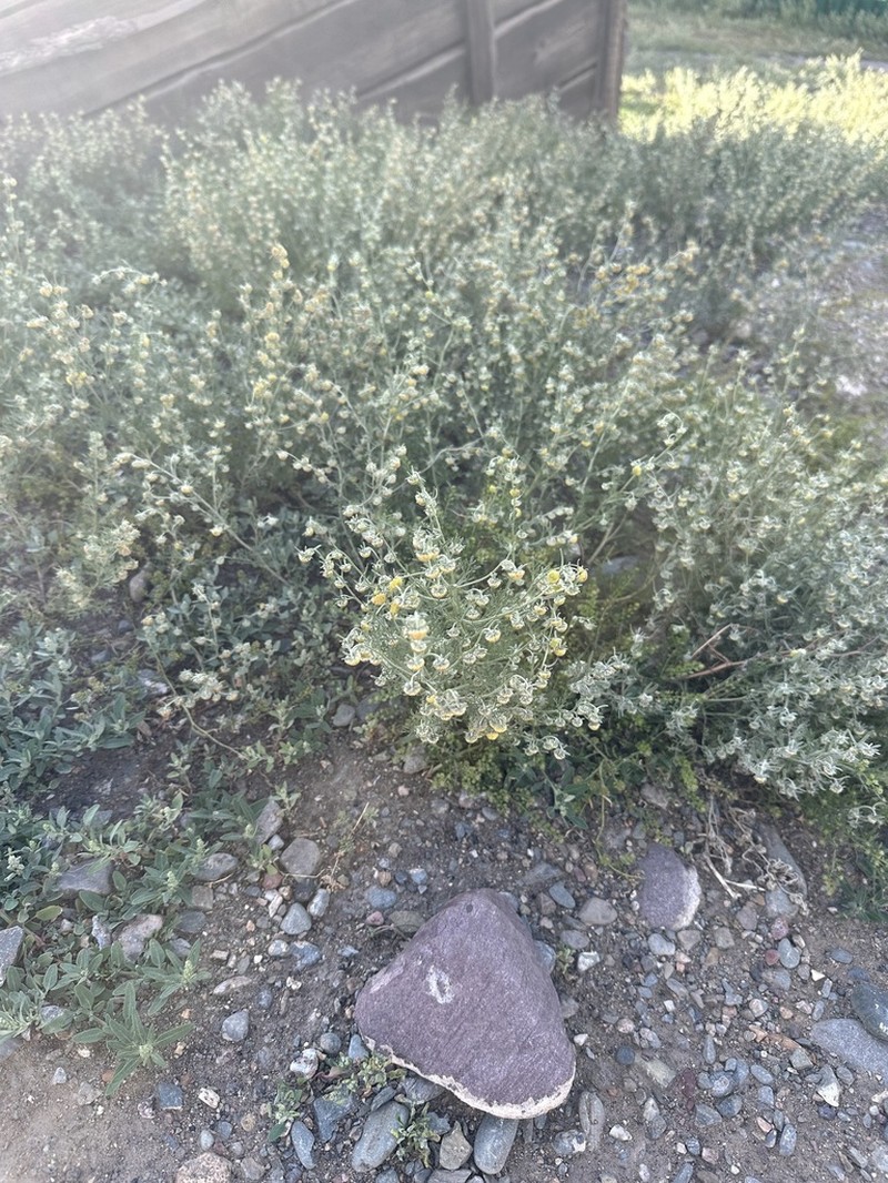 Artemisia jacutica photo 6