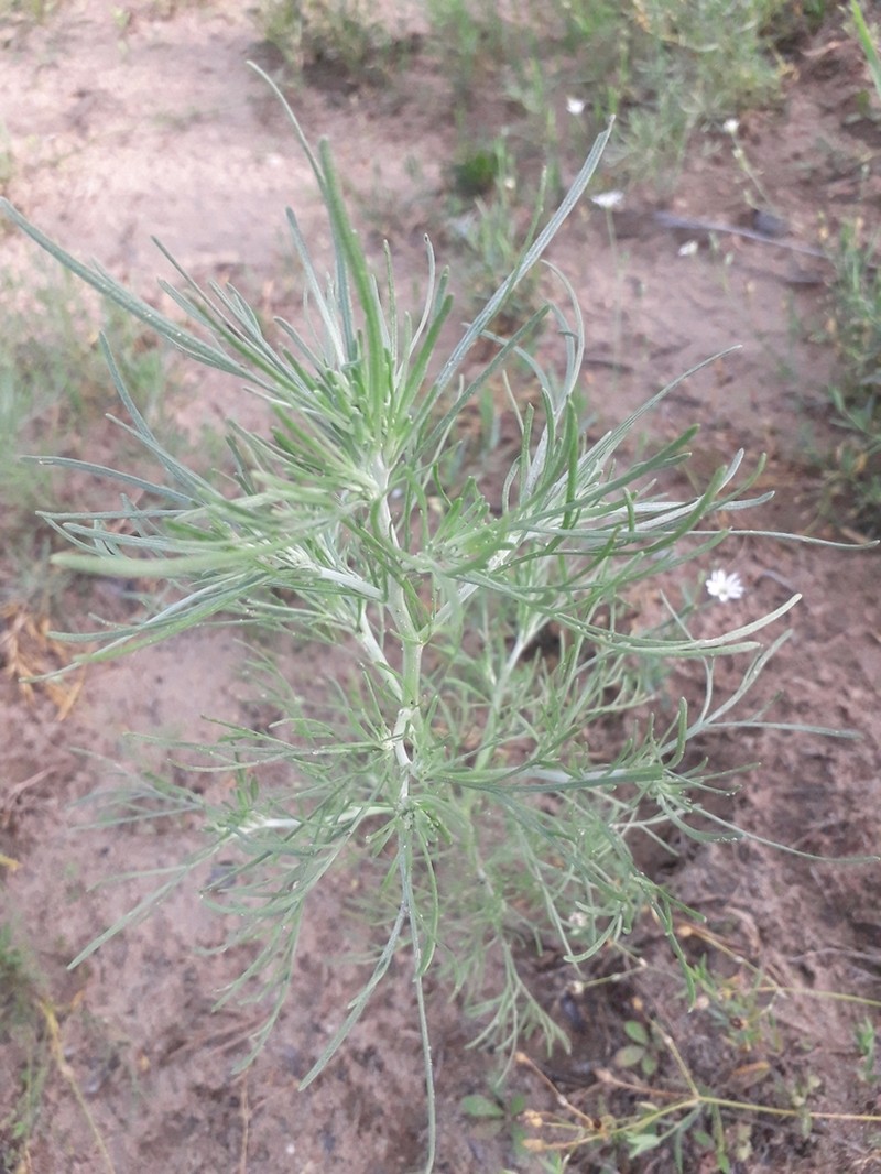 Artemisia jacutica photo 7