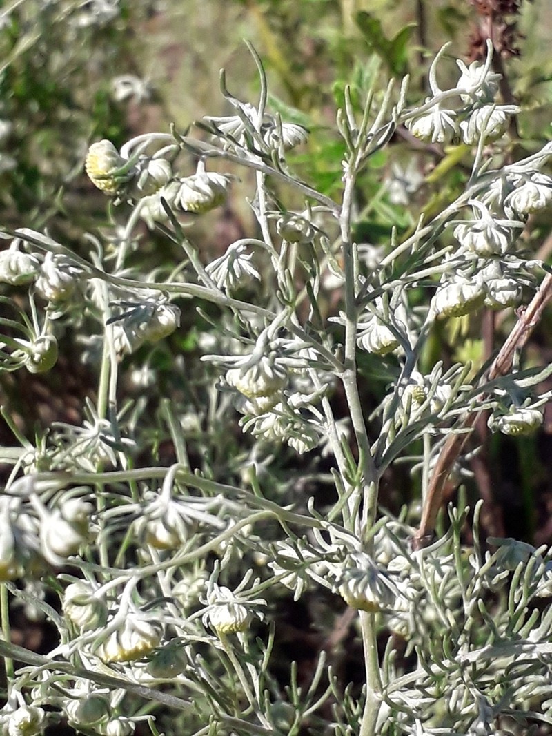 Artemisia jacutica photo 8