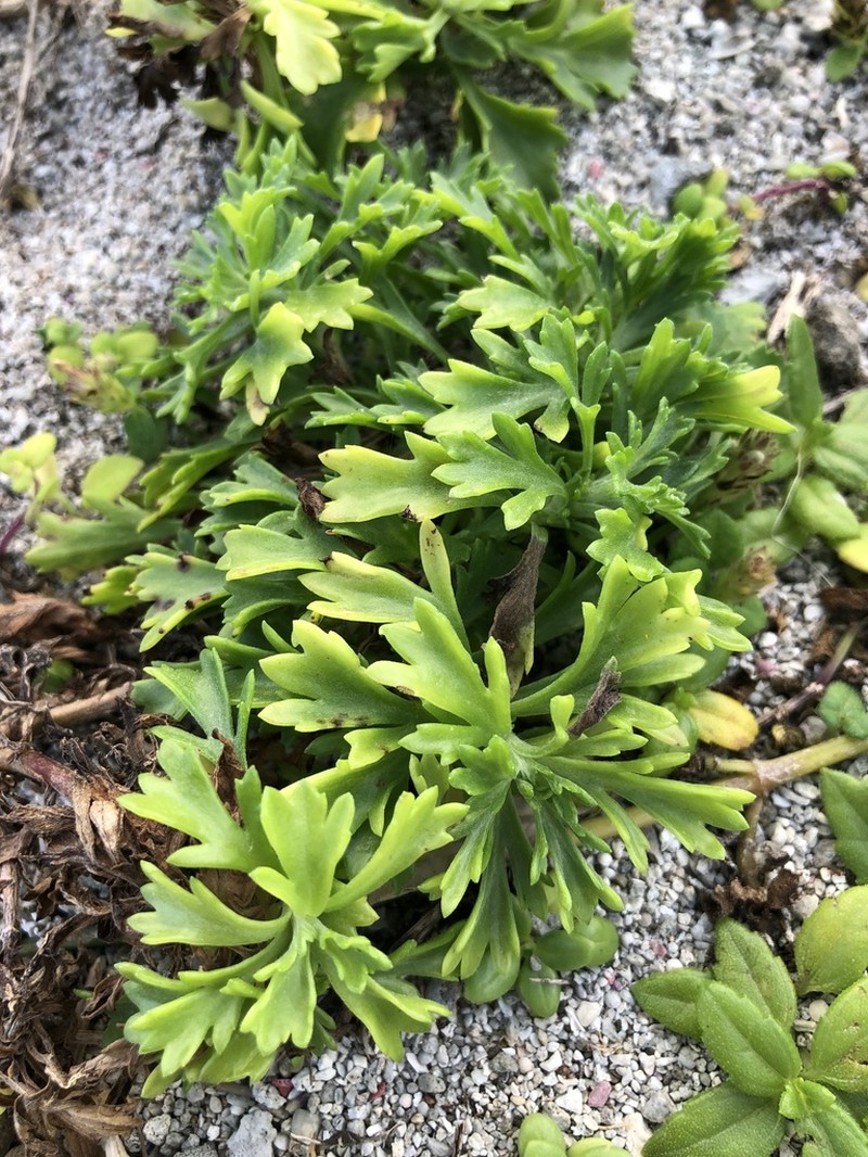 Artemisia japonica photo 3