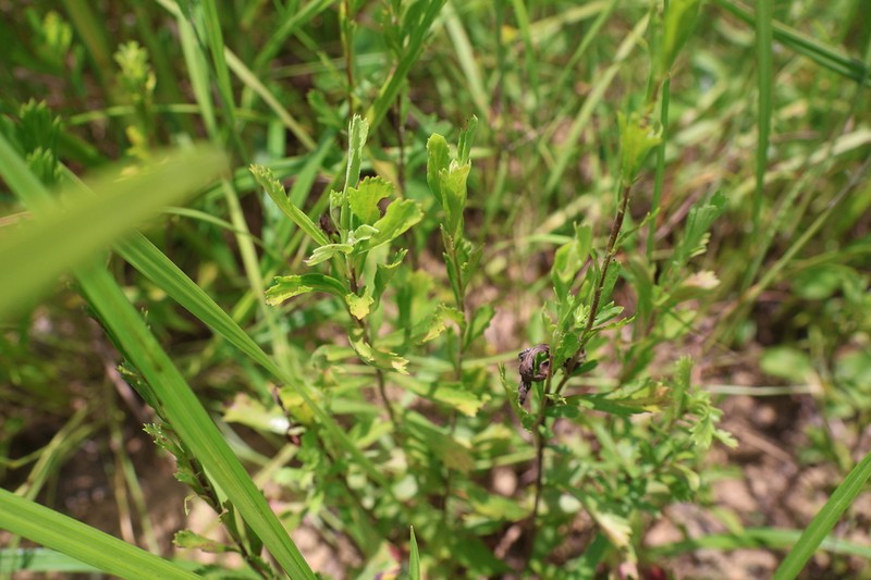 Artemisia japonica photo 4