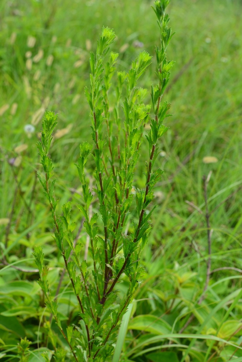 Artemisia japonica photo 5