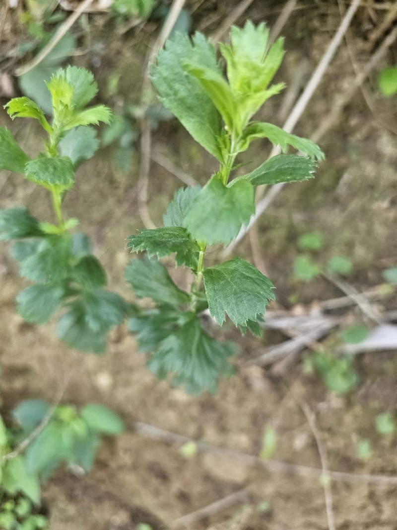 Artemisia japonica photo 7