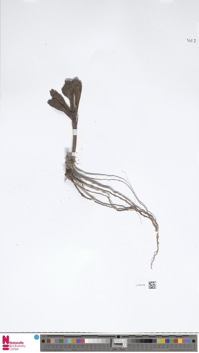 Artemisia japonica var. japonica