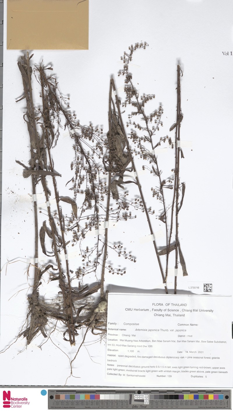 Artemisia japonica var. japonica photo 2