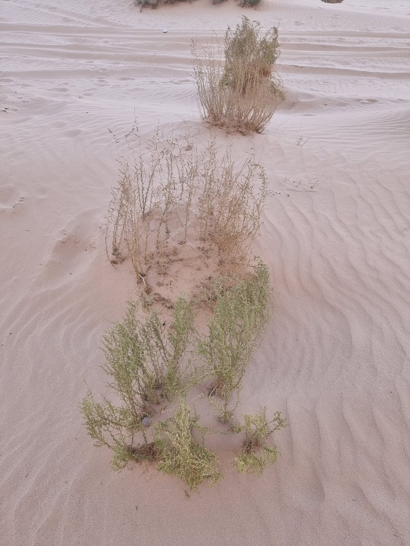 Artemisia jordanica