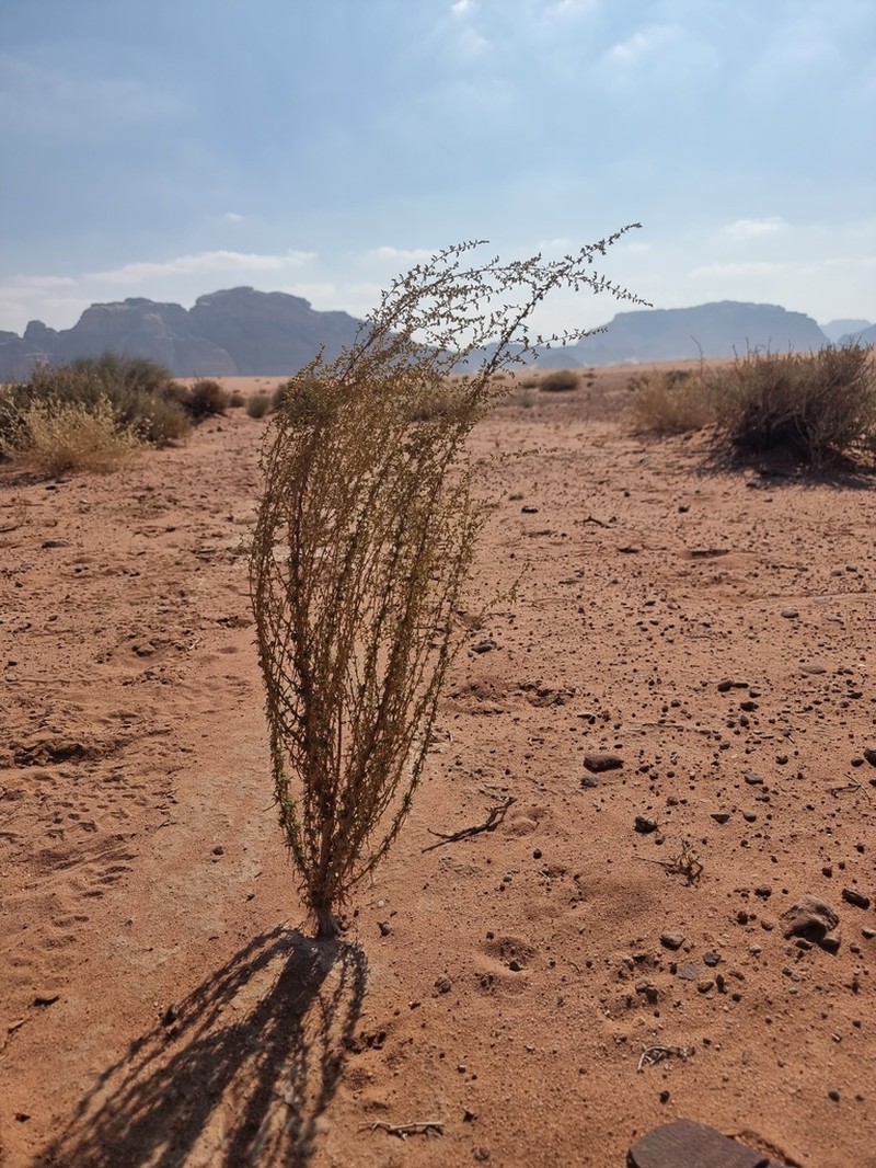 Artemisia jordanica photo 2
