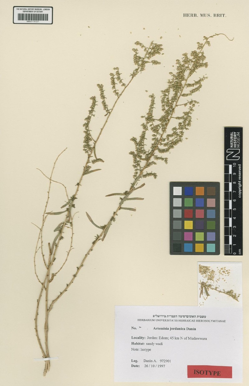 Artemisia jordanica photo 3