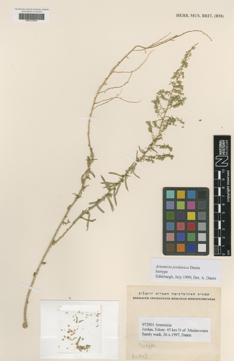 Artemisia jordanica photo 4