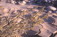 Artemisia judaica