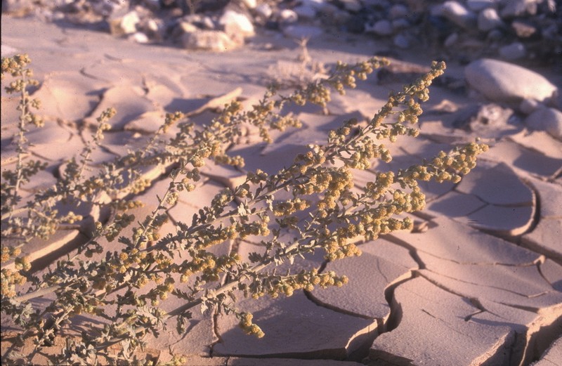 Artemisia judaica