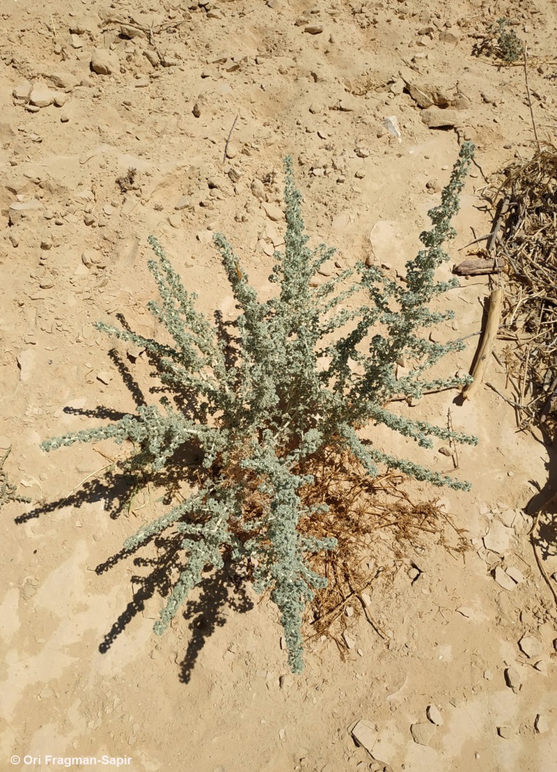 Artemisia judaica photo 2