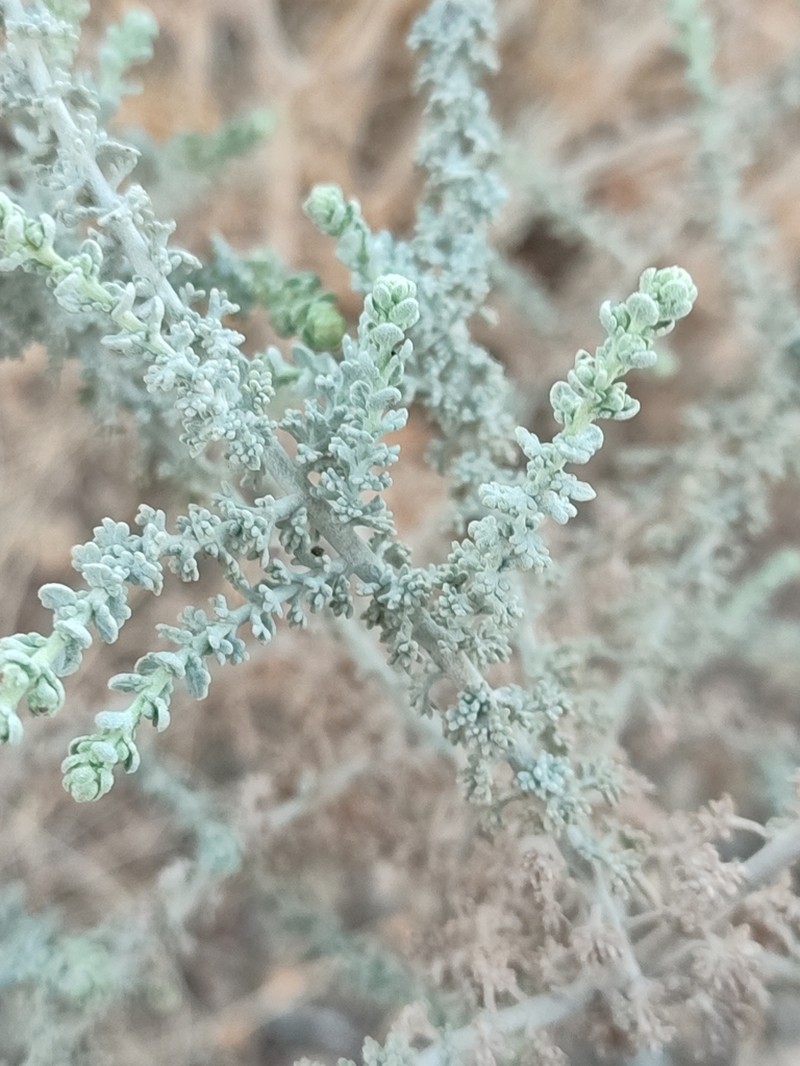 Artemisia judaica photo 3