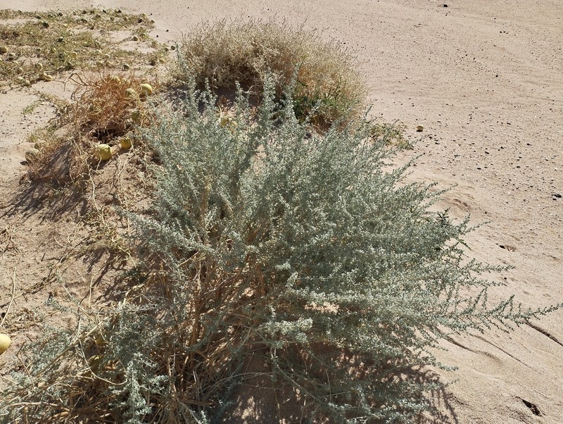Artemisia judaica photo 4