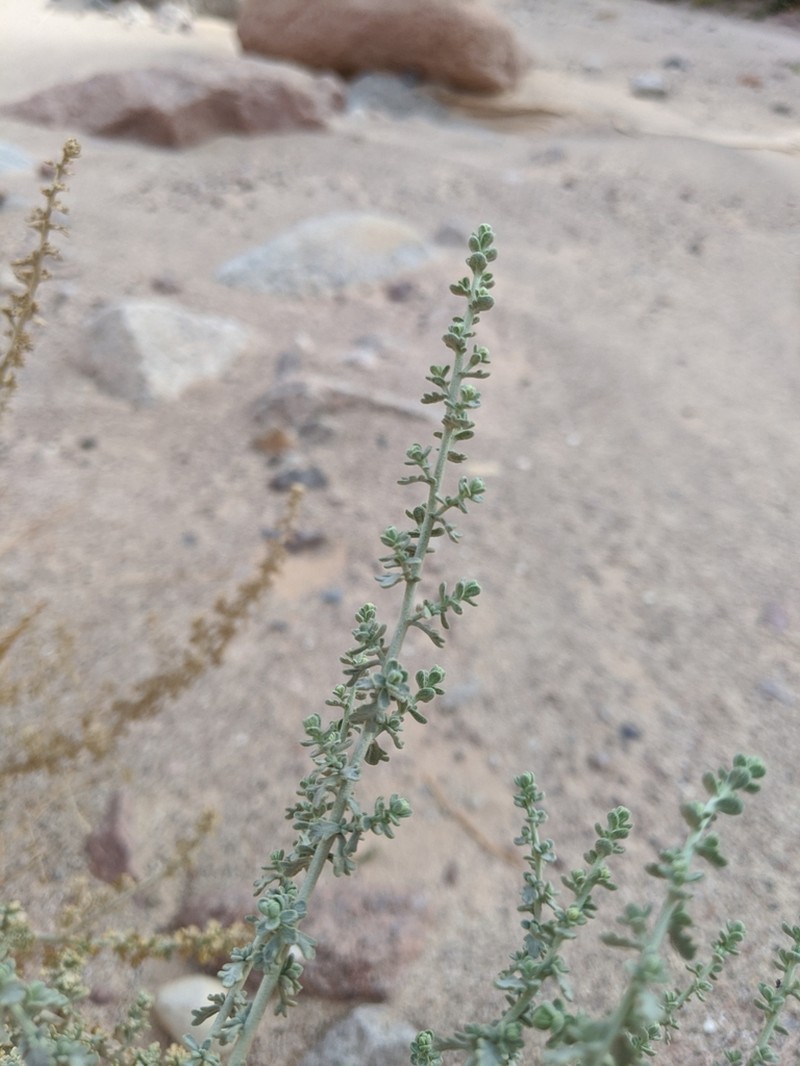 Artemisia judaica photo 5