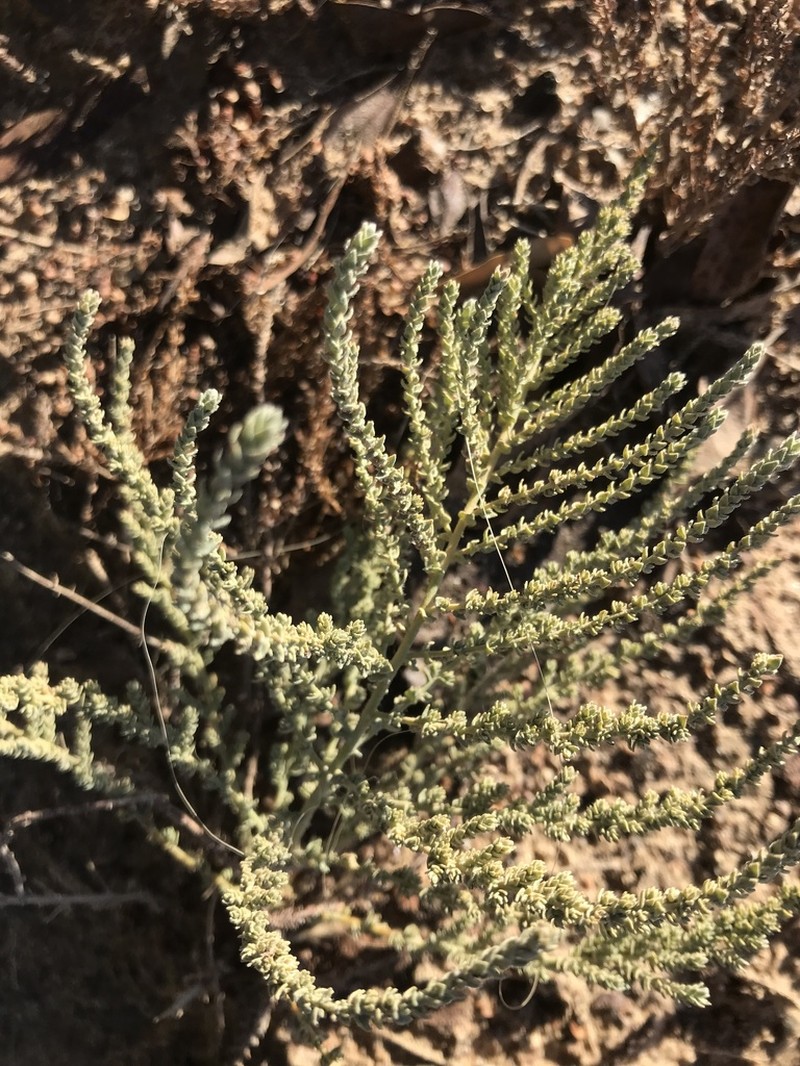 Artemisia judaica photo 6
