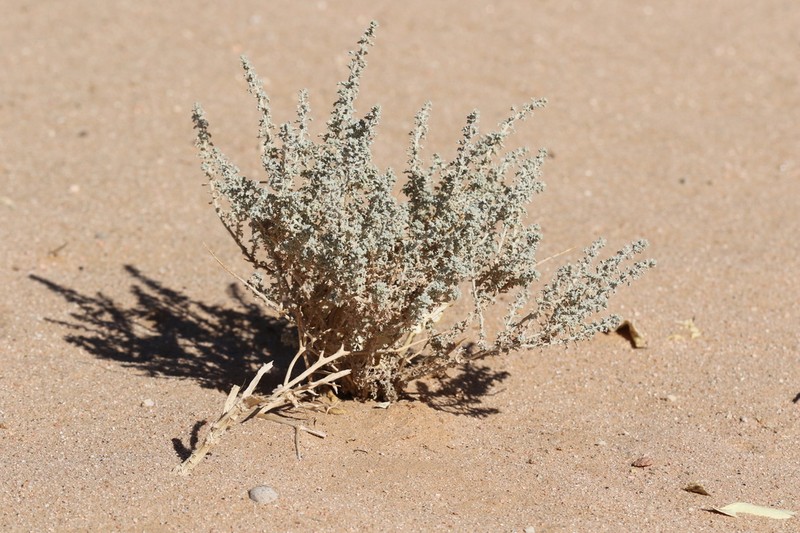 Artemisia judaica photo 7