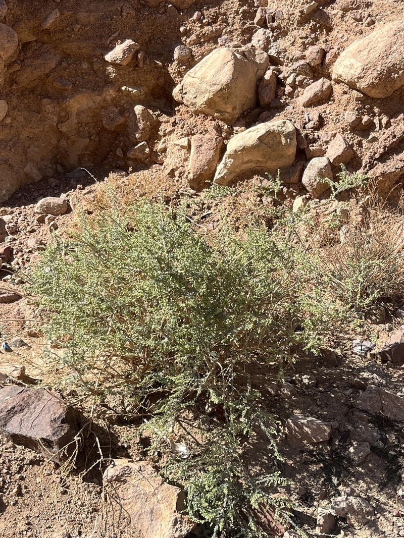 Artemisia judaica photo 8