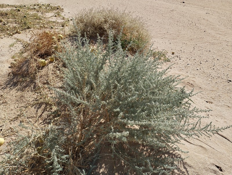 Artemisia judaica subsp. sahariensis
