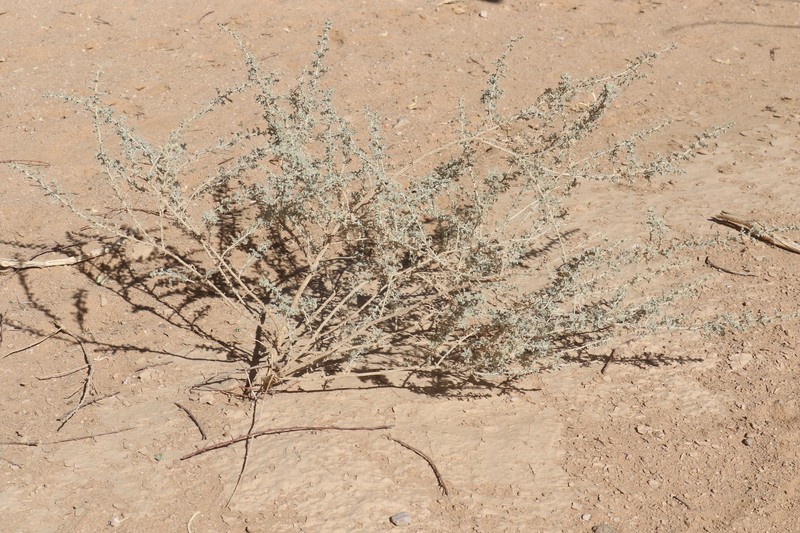 Artemisia judaica subsp. sahariensis photo 2